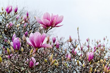 Spring magnolia  flowers for background or a postcard