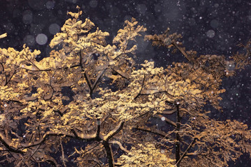 Winter night background snowy branches