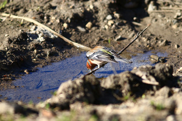 little bird Wagtail