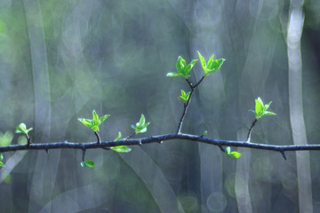 blurred spring background, young branches with leaves and buds