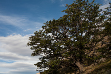 Tree on a mountain slope. Patagonia. Argentina.