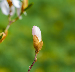 blossom Magnolia flower in nature