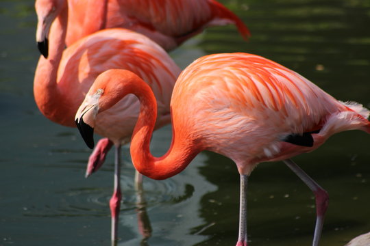 Flamingos in einem See