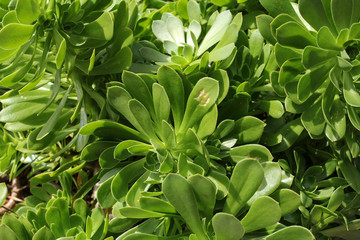 Fototapeta na wymiar Echeveria plant background