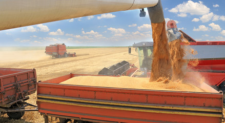 Combine harvesters transferring freshly harvested wheat to tractor-trailer for transport