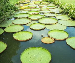 Green big lotus leaf