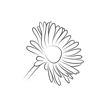 camomile or daisy flower simple black lined icon on white background