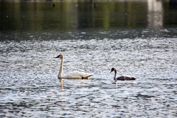 Trumeter Swans with Chicks on lake in spring Alaska