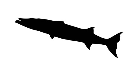 barracudas silhouette on a white background
