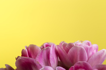 Pink smooth tulip petals on a yellow background