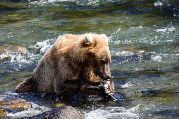 Grizzly brown bear eating salmon Katmai National Park Alaska