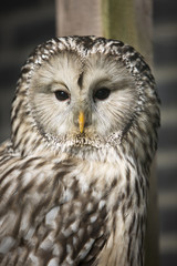Portret Oeraluil