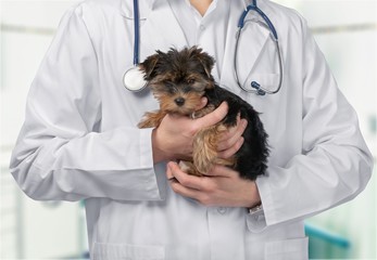 Vet.
