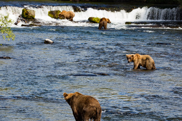 Grizly Bears at Katmai National Park, Alaska, USA