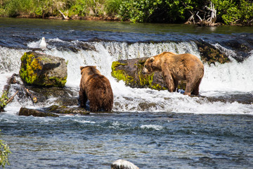 Grizly Bears at Katmai National Park, Alaska, USA