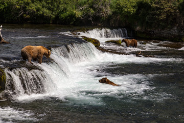 Grizzly Bears fishing for salmon Katmai National Park Alaska