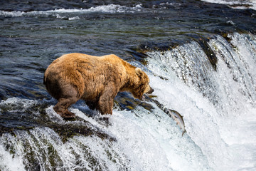 Grizzly Bears fishing for salmon Katmai National Park Alaska