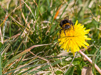 Bumblebee on dandelion