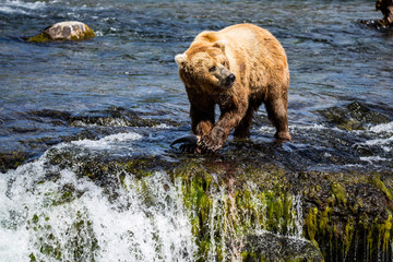Grizzly brown bear eating salmon Katmai National Park Alaska