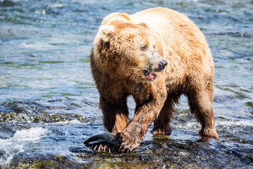 Grizzly brown bear eating salmon Katmai National Park Alaska