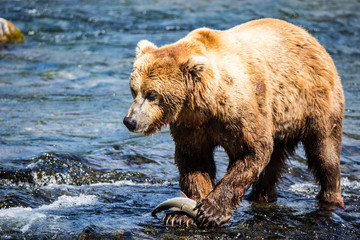 Obraz premium Grizzly brown bear eating salmon Katmai National Park Alaska