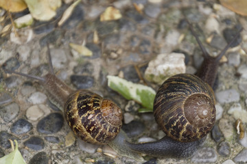 snail walking