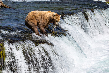 Grizzly Bears fishing for salmon Katmai National Park Alaska