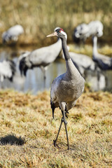 Eurasian crane