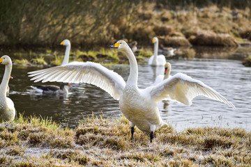 Whooper swan