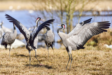 Eurasian crane