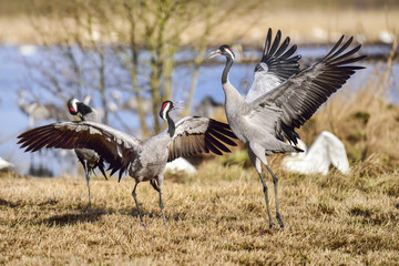 Obraz na płótnie Canvas Eurasian crane