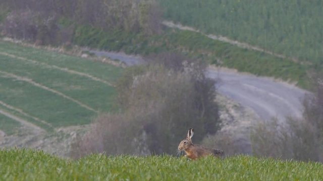 li&egrave;vre dans un champ