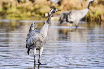 Eurasian crane