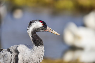 Eurasian crane