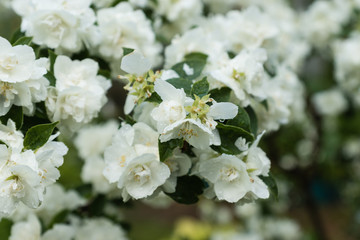 Blossoming white flowers on green background
