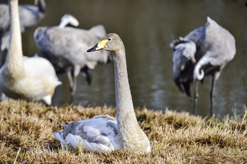 Whooper swan