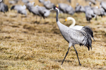 Eurasian crane