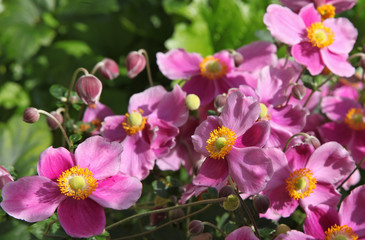 An&eacute;mones du Japon