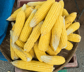 Fresh sweet corn