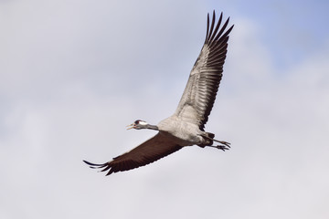 Eurasian crane