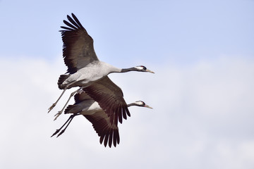 Eurasian crane