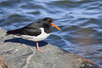 Eurasian oystercatcher