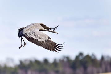 Eurasian crane