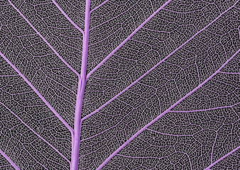Fototapeta na wymiar macro of a delicate leaf cell structure