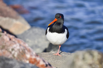 Eurasian oystercatcher