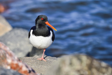 Fototapeta premium Eurasian oystercatcher