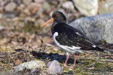 Eurasian oystercatcher