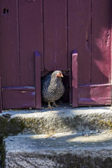 Chicken, Hen standing in entrance to chicken coop in farm yard. © coxy58