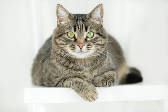 The striped green-eyed cat lies on a white chair and attentively looks  at a camera