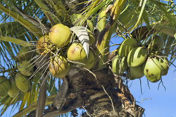Fiji Island, Botany